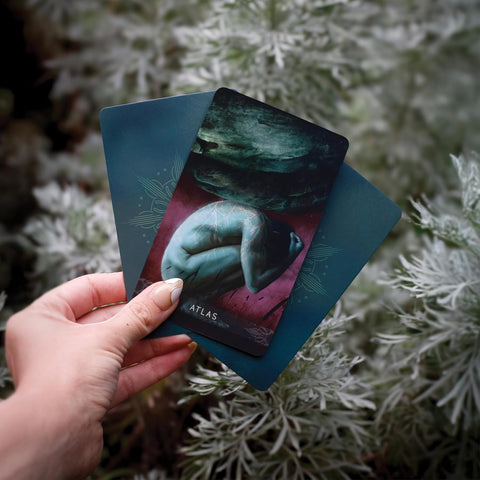 Dieviškojo Vyriškumo Gydomasis Orakulas – Blue Angel kortos