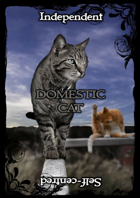 Animal Guidance And Aspects Oracle kortos SolarusHOBI.LT 🇱🇹