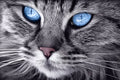 Blue - Eyed Cat 30х20 Deimantinio Paveikslo komplektas Cs2517HOBI.LT 🇱🇹