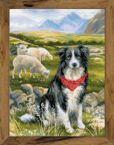 Border Collie siuvinėjimo rinkinys iš RIOLIS Nr.: 1767HOBI.LT 🇱🇹