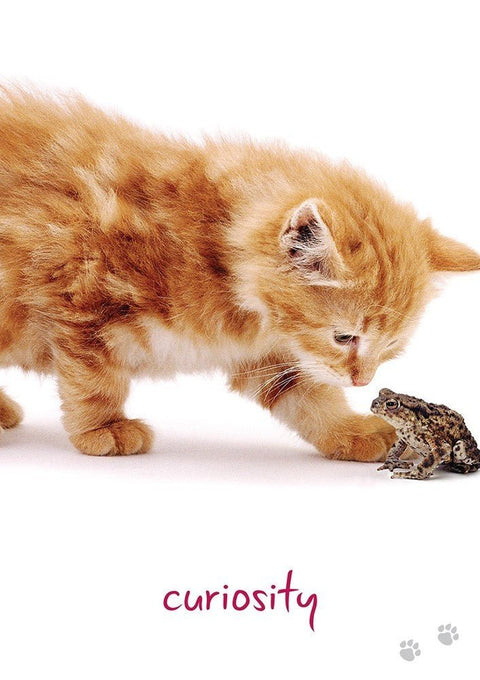 Cat Wisdom kortosHOBI.LT 🇱🇹