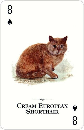Cats of the Natural World žaidimo kortosHOBI.LT 🇱🇹
