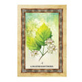 Celtic Tree Oracle kortosHOBI.LT 🇱🇹