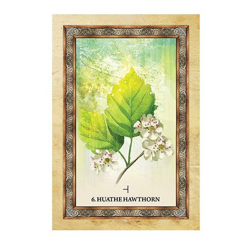 Celtic Tree Oracle kortosHOBI.LT 🇱🇹