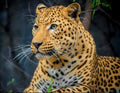 Drobė su auksinės spalvos leopardo motyvu, didelis artimas profilis, 60×90 cm, puikiai tinka svetainės akcentui