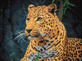 Deimantinė mozaika leopardo portretas su ryškiais akriliniais deimantėliais, pabrėžiančiais kailio tekstūrą