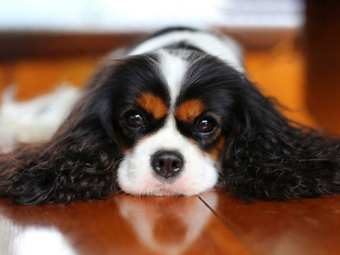 Karaliaus Karolio spanielis, 40x30 cm deimantinis paveikslas