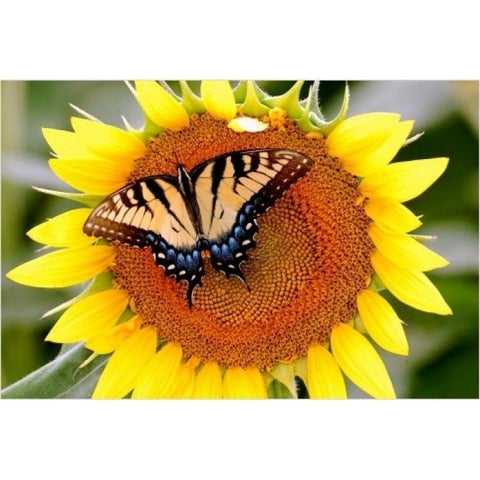 HOBI.LT 🇱🇹: Deimantinis paveikslas Butterfly on Sunflower AZ - 1218 Dydis: 60х40 - HOBI.LT 🇱🇹