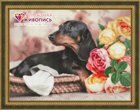 HOBI.LT 🇱🇹: Deimantinis paveikslas Dachshund AZ - 1457 Dydis: 40х30 - HOBI.LT 🇱🇹