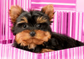 Wizardi: Deimantinis paveikslas Yorkshire Terrier in Pink Box WD2418 - HOBI.LT 🇱🇹