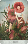 Tarot korta Hibiscus, raudono hibisko žiedo vietoje galvos sėdinčios moters figūra, dekoratyvinis koliažas su numeriu 8 apačioje