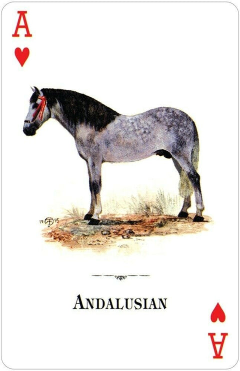US Games Systems: Horses Of The Natural World žaidimo kortos - HOBI.LT 🇱🇹