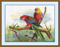 Oven: Parrots S509 - HOBI.LT 🇱🇹