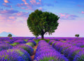 Ravensburger: Ravensburger dėlionė "Puzzle 500 Valensole, France" - HOBI.LT 🇱🇹