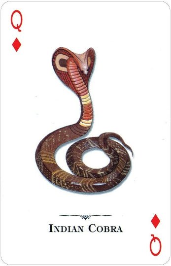 US Games Systems: Reptiles And Amphibians of the Natural World žaidimo kortos - HOBI.LT 🇱🇹