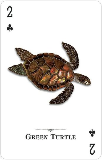 US Games Systems: Reptiles And Amphibians of the Natural World žaidimo kortos - HOBI.LT 🇱🇹
