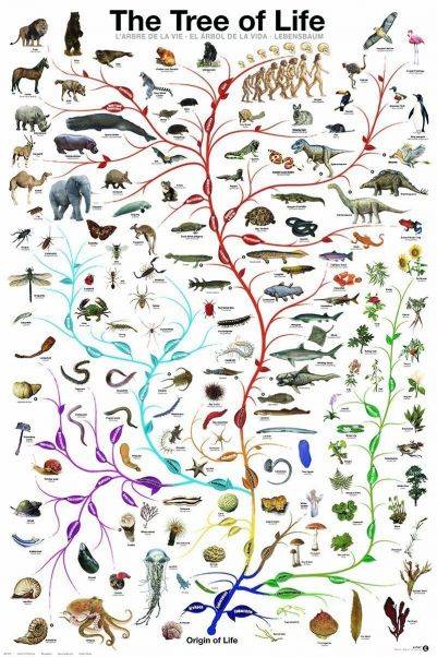 Eurographics „Gyvybės medis“ dėlionė 1000 detalių, 50x70 cm, ekologiška
