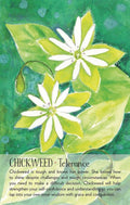 Findhorn Press: Soulflower Plant Spirit Oracle kortos - HOBI.LT 🇱🇹