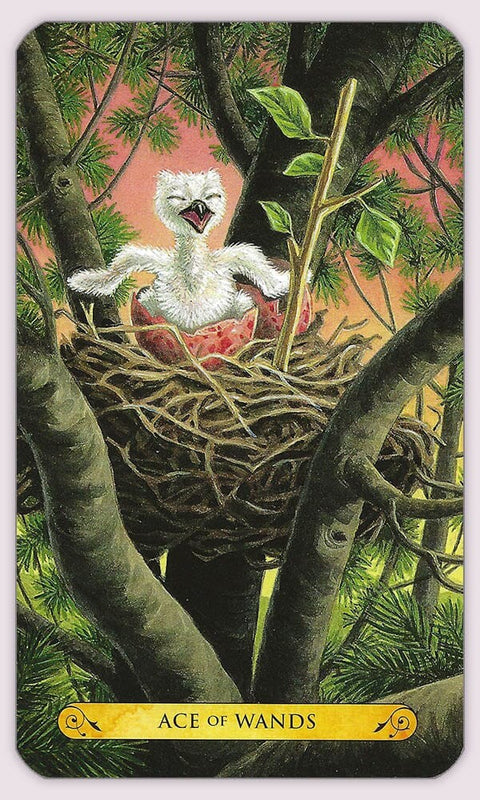 Tarott of the owls kortos