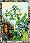 Welbeck Publishing: The Druid Plant Oracle Kortos - HOBI.LT 🇱🇹