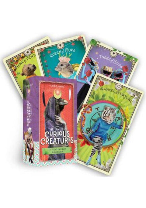 Tarot kortos Curious Creatures – spalvinga dėžutė su fanuotomis gyvūnų iliustruotomis kortomis, tinka pradedantiesiems ir kolekcioneriams