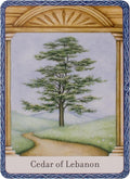 Watkins Publishing: The Wisdom Of Trees Oracle kortos - HOBI.LT 🇱🇹