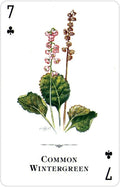 botaninė korta su Common Wintergreen piešiniu, stambūs žali lapai ir rožiniai žiedeliai, klubo simbolis